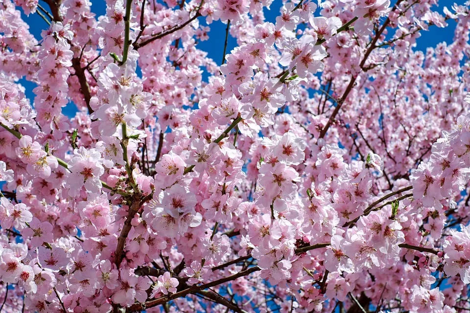 Line背景トーク画面に桜が舞う いつまで 消す方法は Machi Blog